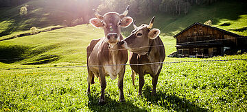 Kühe auf der Alm in den Alpen