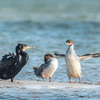Kormorane an der Ostseeküste Junger Kormoran im Wasser mit Artgenossen