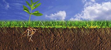 Querschnitt eines Bodens mit einem wachsenden Keimling