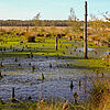 Pietzmoor in der Lüneburger Heide nahe Scheverdingen spätsommerliche Moorlandschaft
