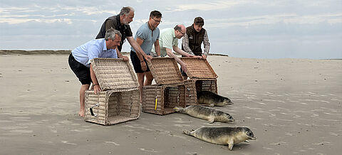 Seehunde werden am Nordsee freigelassen