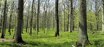 Eichen-Hainbuchenwald