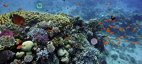 Fischschwarm im Korallenriff