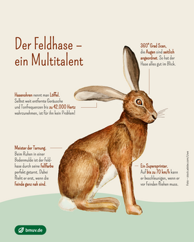 Infografik Feldhase Infografik: Der Feldhase – ein Multitalent