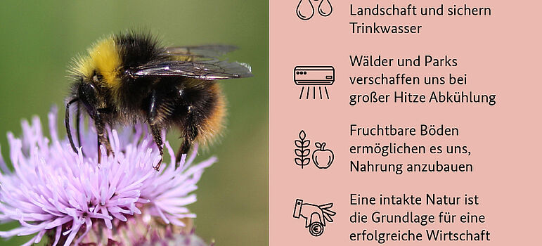 Grundlage unseres Lebens: Die biologische Vielfalt! Eine Wildbiene sitzt auf der Blume