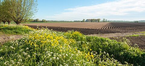 Blick auf ein Feld
