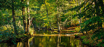 Frei fließender Fluss im Wald: die Schwärze bei Eberswalde.
