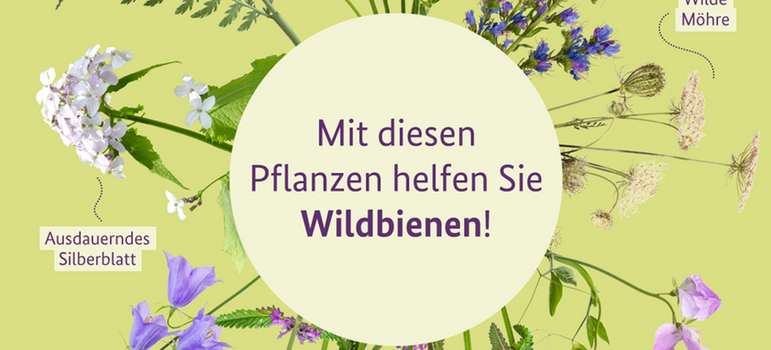 Wildblumen Mit diesen Pflanzen helfen Sie Wildbienen! Gold-Schafgarbe, Wiesen-Witwenblume, Gewöhnlicher Natternkopf, Wilde Möhre, Platterbsen, Echte Betonie, Glockenblumen, Ausdauerndes Silberblatt