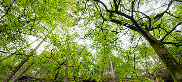Baumkronen im Laubwald