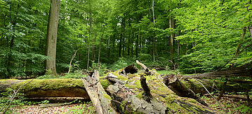 moosbewachsener, umgestürzter Baum in einem Mischwald